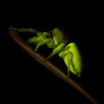 Spider fluorescence - (c) DanJones
