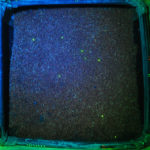 Fluorescence image of marked weevils in the turf canopy