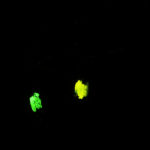 Annual bluegrass weevils with fluorescent marking, fluorescence