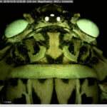 Fluorescence in a cicada. Dino-Lite + NIGHTSEA Violet excitation