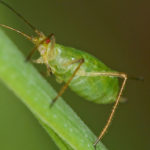 Pea_aphid_(6851672066)_(2)