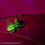Jumping spider fluorescence - (c) Shawn Miller