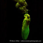 Cicada fluorescence - (c) Shawn Miller
