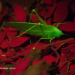 Katydid (Ducetia japonica) fluorescence - (c) ShawnMiller