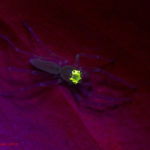 Spider (Onomustus kanoi) fluorescence - (c) Shawn Miller