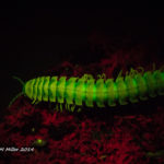 Millipede (Riukiaria falcifera) fluorescence - (c) ShawnMiller