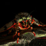 Rosy gypsy moth (Lymantria mathura) fluorescence - (c) Shawn Miller