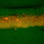 Paint chip cross section, fluorescence, Cyan. #1923.60.