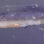 Paint chip cross section, white light. #1923.60.