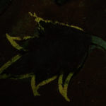 Detail of 17th century Indian painting, fluorescence only. #1960.53