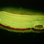 Lacquer cross section, fluorescence, Royal Blue. #1984.463.