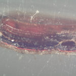 Lacquer cross section, white light. #1984.463.