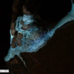 Synthetic adhesive on Japanese lacquer pipe case, Ultraviolet excitation