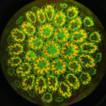 Orbicella faveolata fluorescence