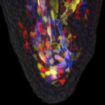 A regenerating axolotl fingertip expressing a multi-color fluorescent transgene, Limbow