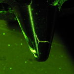 Fluorescent penetrant indication