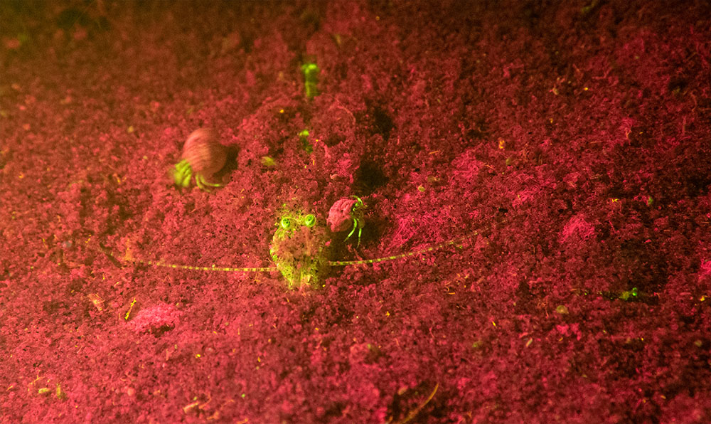 Shrimp, New England, fluorescence
