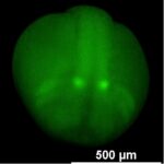 X. laevis expressing Sox10-GFP in developing neural crest cells