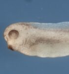 Xenopus laevis, side view