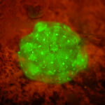 juvenile coral on settlement tile