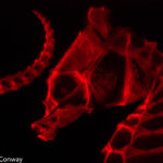 Cleared and stained seahorse - (c) Kevin Conway