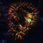 PB00025F - See the link below for the story behind this shot.