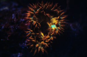 PB00025F - See the link below for the story behind this shot.