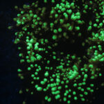 PB0009Fa - See below for more about this shot and the next