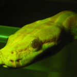 fluorescence under blue light