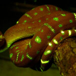 fluorescence under blue light