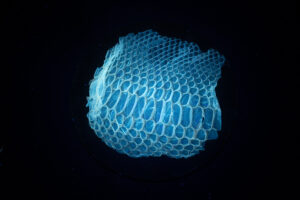 Shed python skin fluorescing under UV light