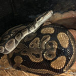 Nagini at home