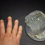 Hand and python skin, white light