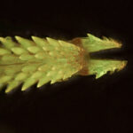 Natural fluorescence of the business end of a tick, RB excitation, 500x Keyence VH-Z500 lens